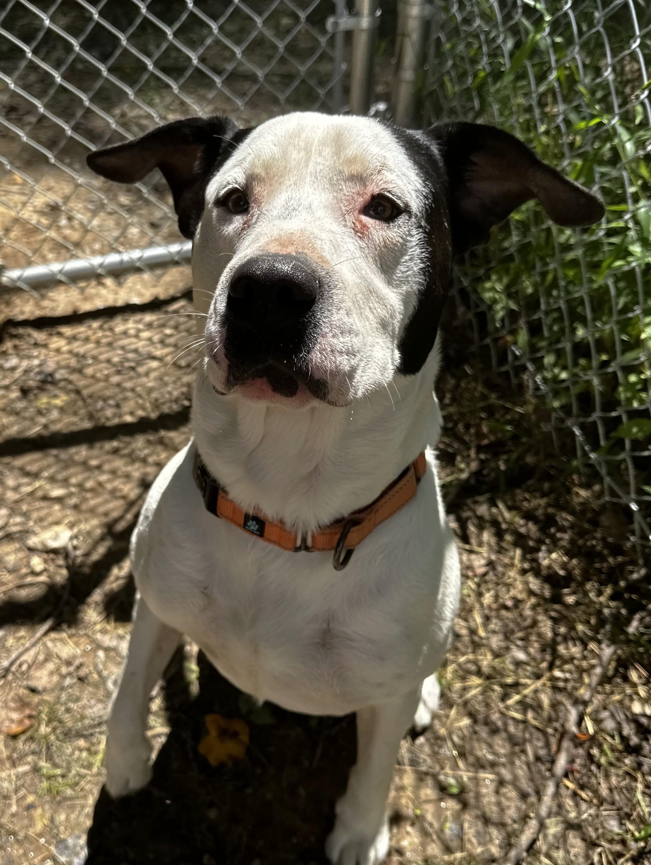 Tank, Adoptable, Adult Male Mixed Breed.