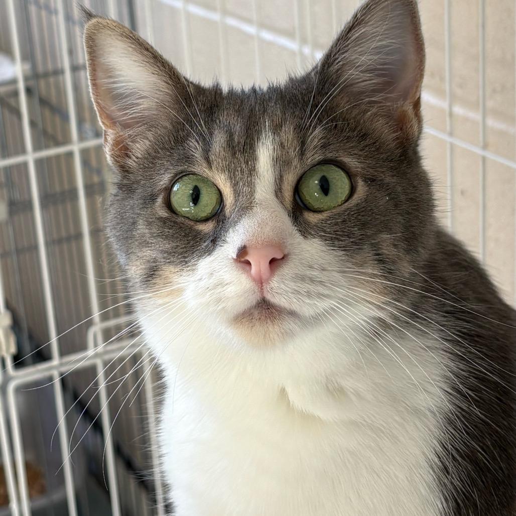 Quinta, Adoptable, Adult Female Domestic Short Hair.