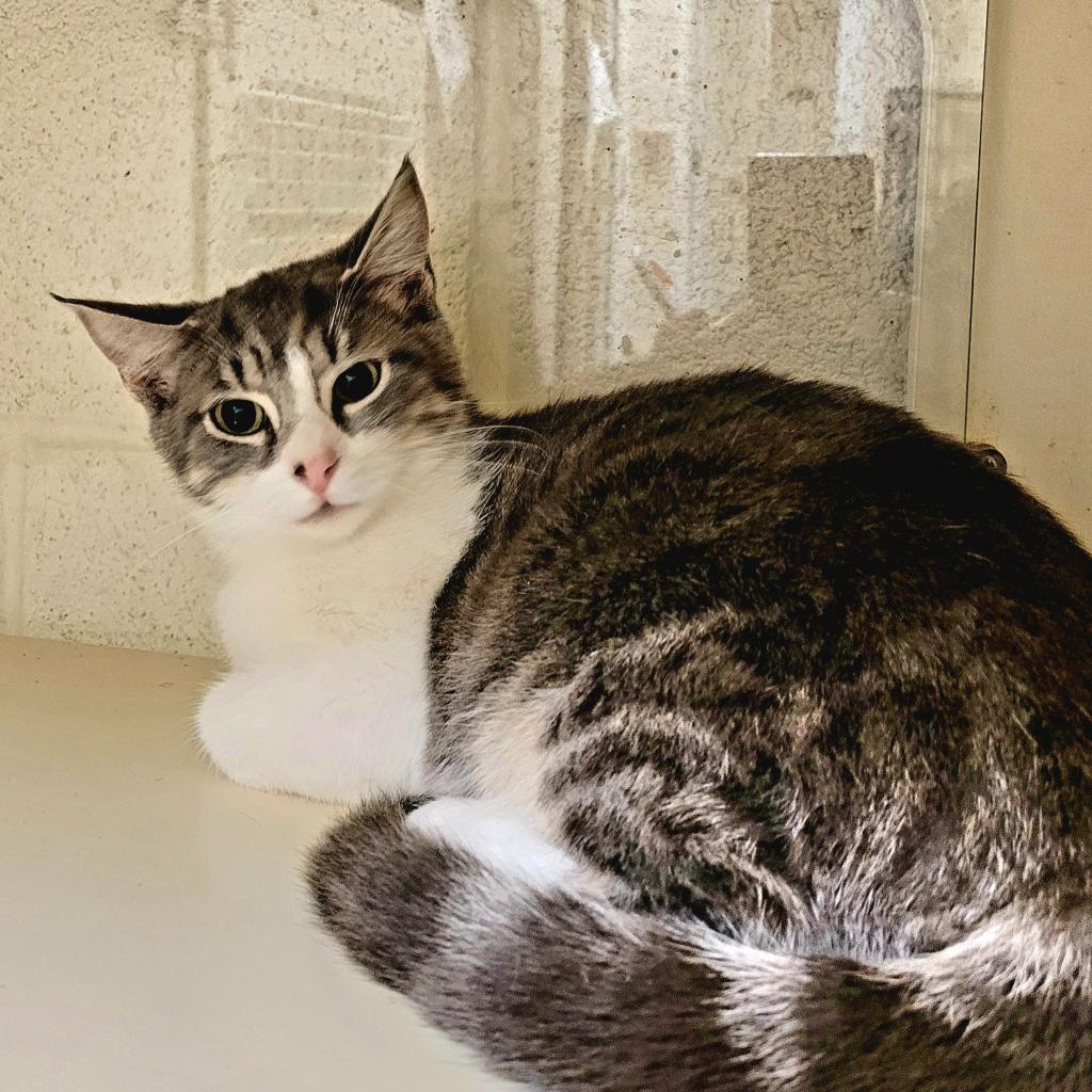 Enlarge Quinta, a Adoptable Domestic Short Hair in Waynesboro, PA image 2/2