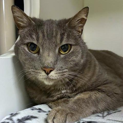 Ricki, Adoptable, Senior Female Domestic Short Hair.