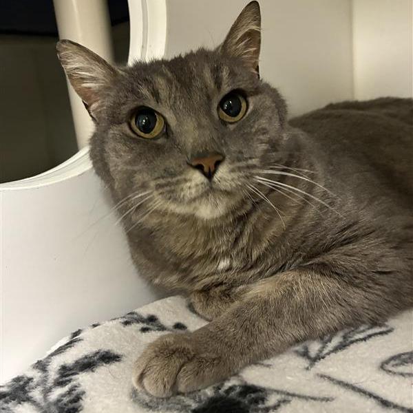 Ricki, a Adoptable mixed breed in Woodinville, WA image 2/2