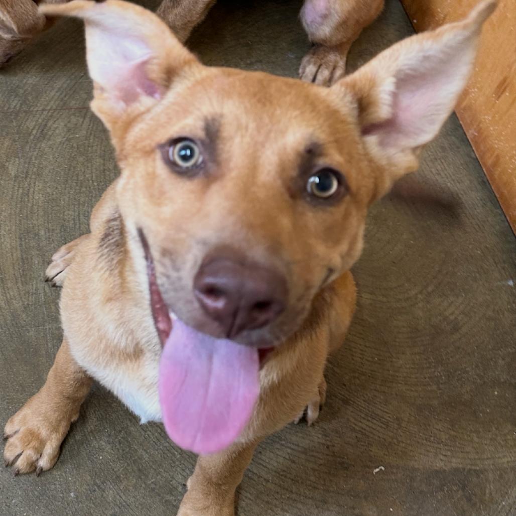 Retta, Adoptable, Young Female Mixed Breed.