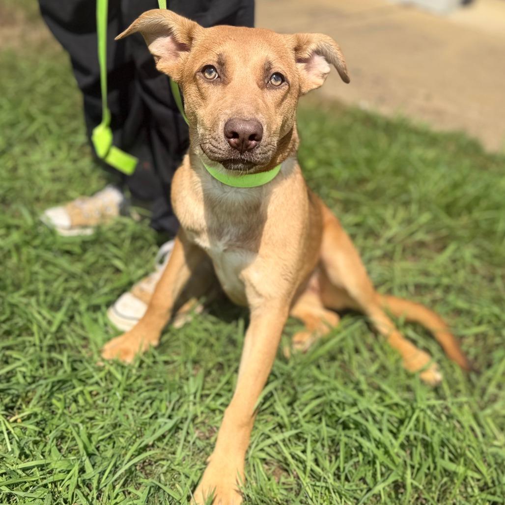 Enlarge Retta, a Adoptable Mixed Breed in Corinth, MS image 2/2