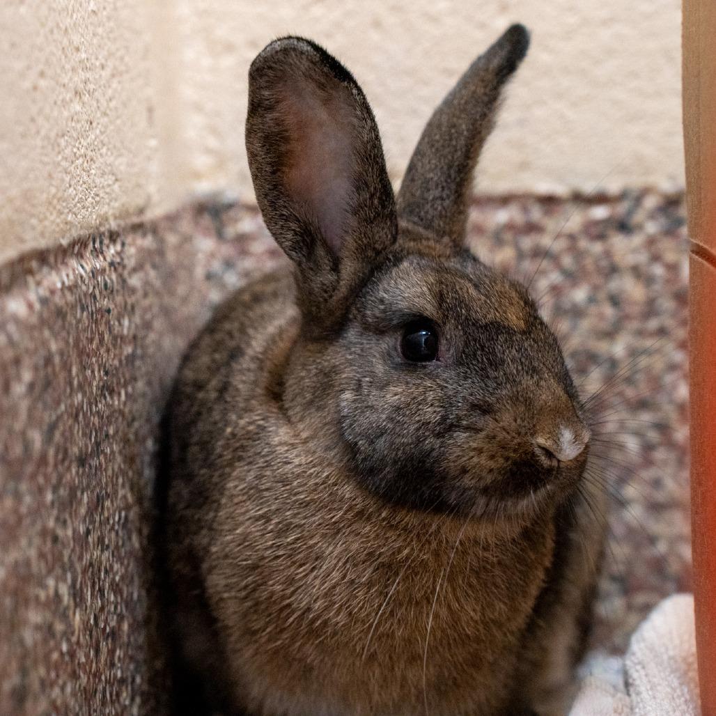 Enlarge Waffle-in foster, a Adoptable Rex in Springfield, MA image 1/6