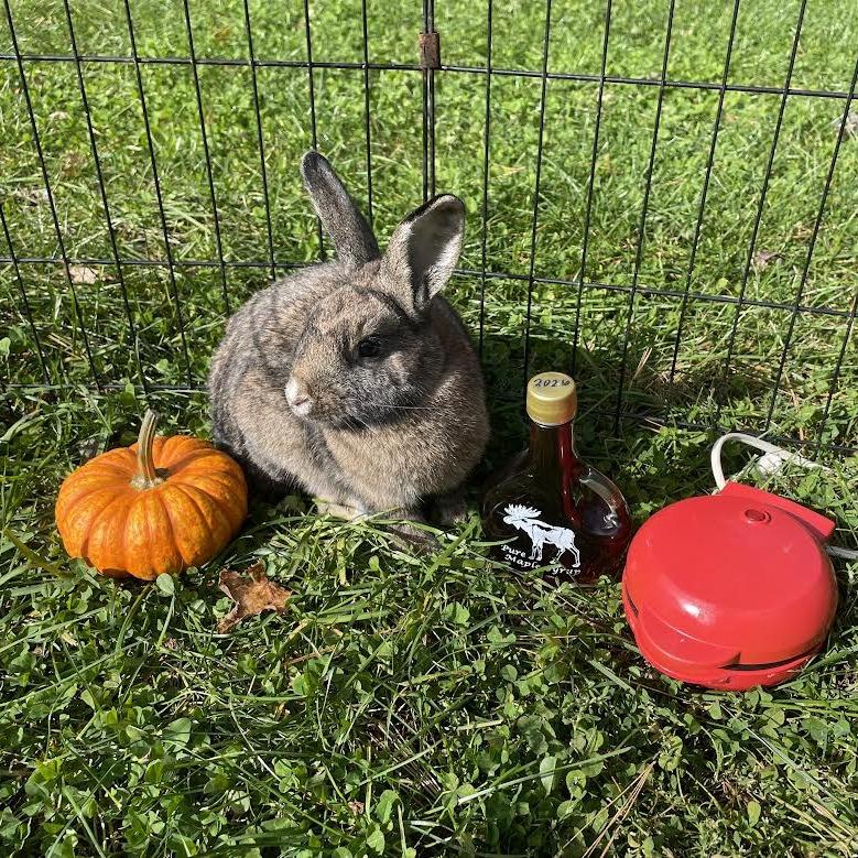 Enlarge Waffle-in foster, a Adoptable Rex in Springfield, MA image 2/6