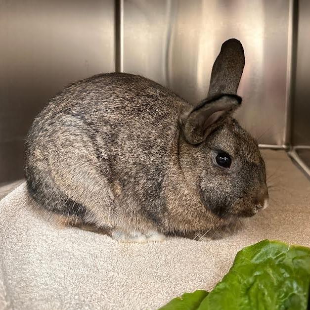 Enlarge Waffle-in foster, a Adoptable Rex in Springfield, MA image 3/6