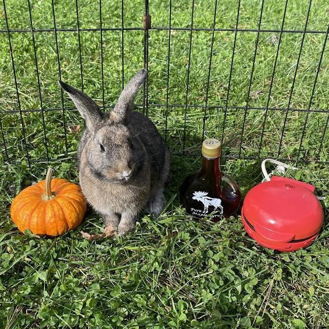 Enlarge Waffle-in foster, a Adoptable Rex in Springfield, MA image 4/6