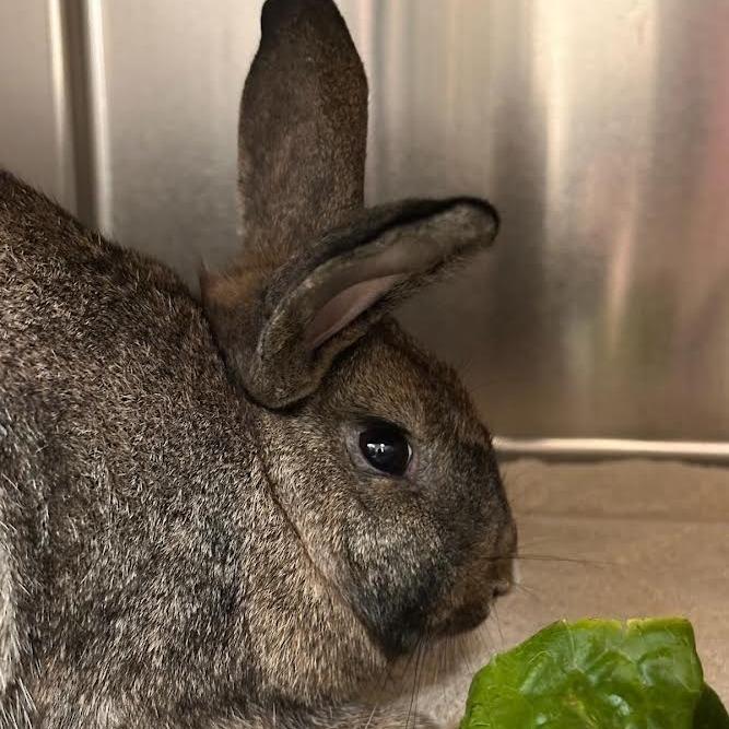 Enlarge Waffle-in foster, a Adoptable Rex in Springfield, MA image 5/6