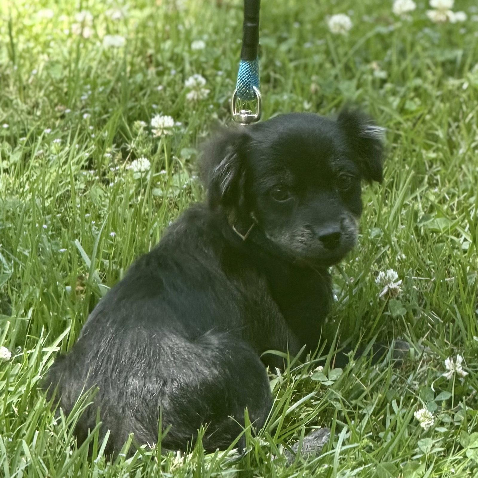 ESPRESSO, Adopted, Puppy Female Cocker Spaniel & Beagle.