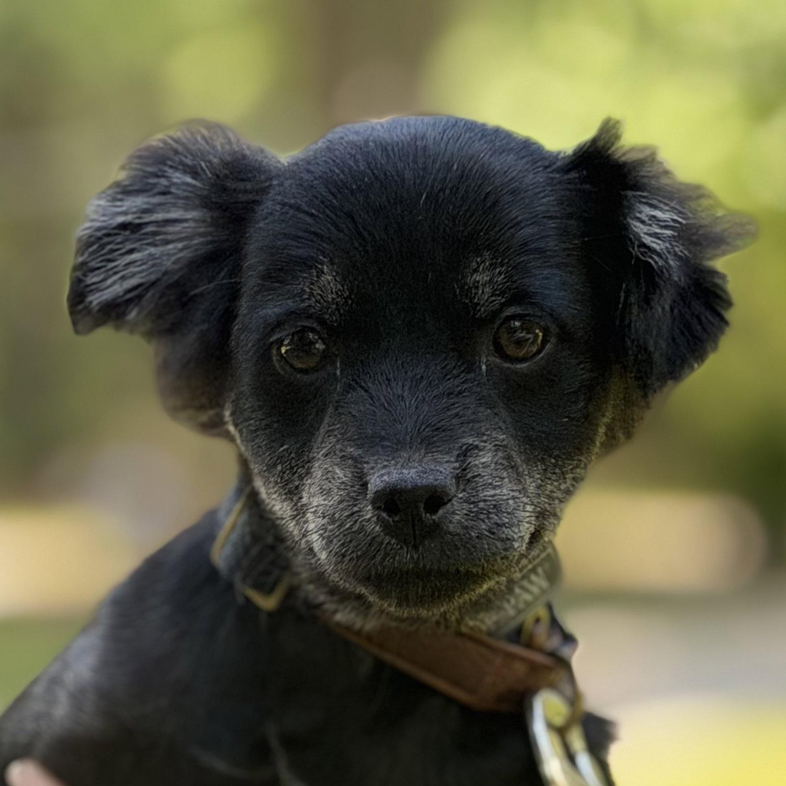 ESPRESSO, a Adopted mixed breed in NEWTOWN, PA image 2/3