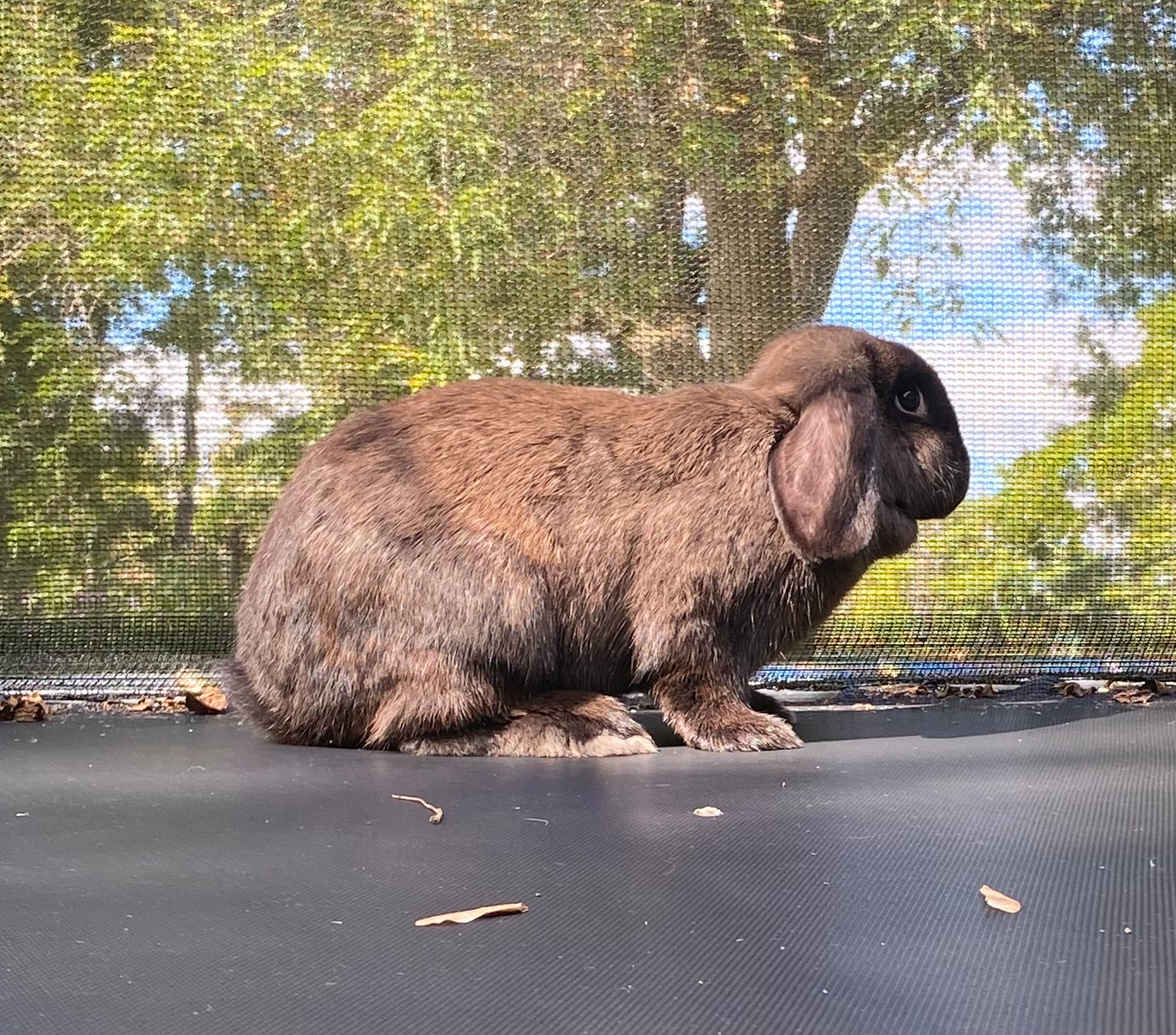 Barbara (Barbie Girl), an adopted mixed breed in Brainerd, MN image 2/4