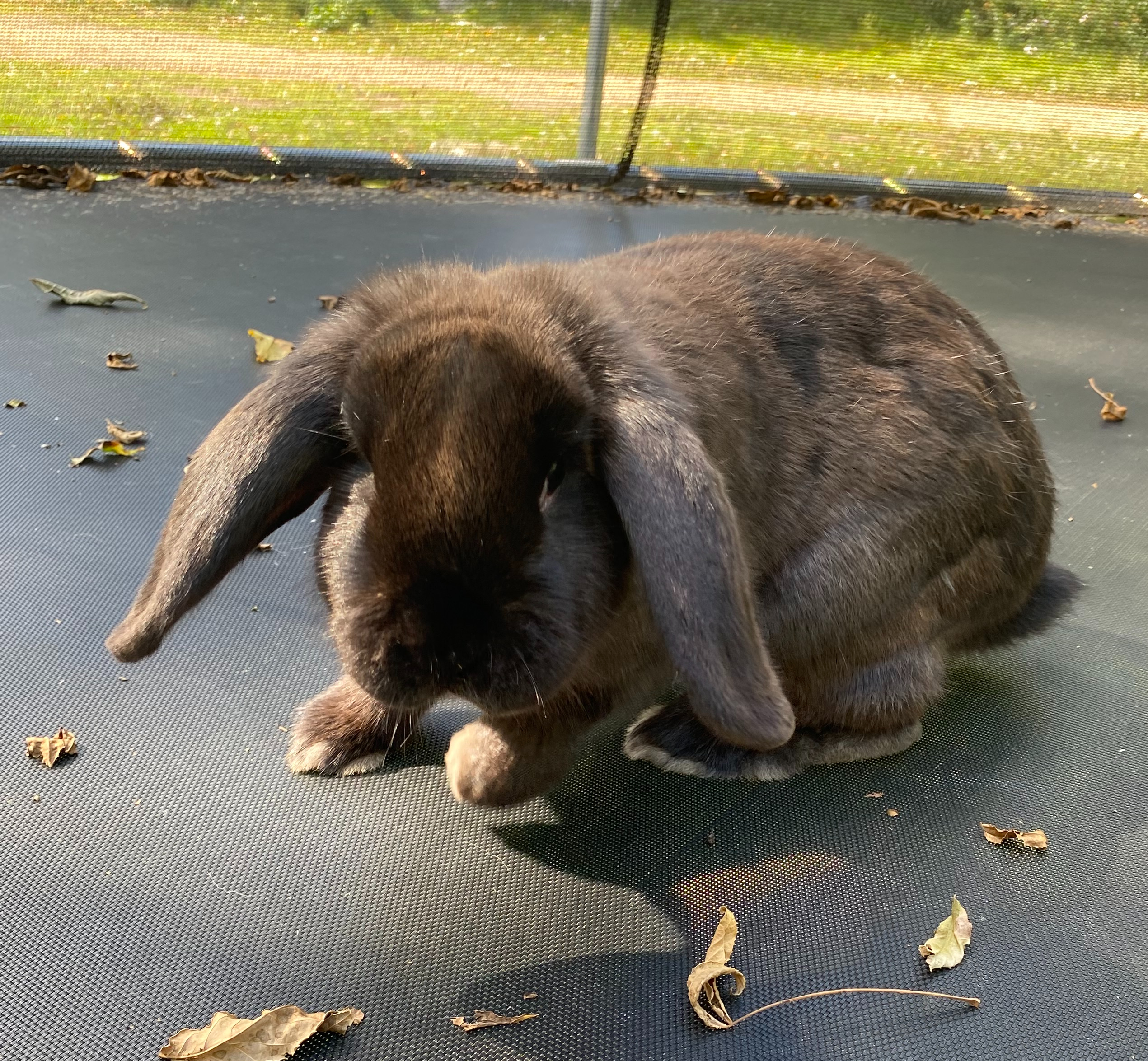 Barbara (Barbie Girl), an adopted mixed breed in Brainerd, MN image 1/4