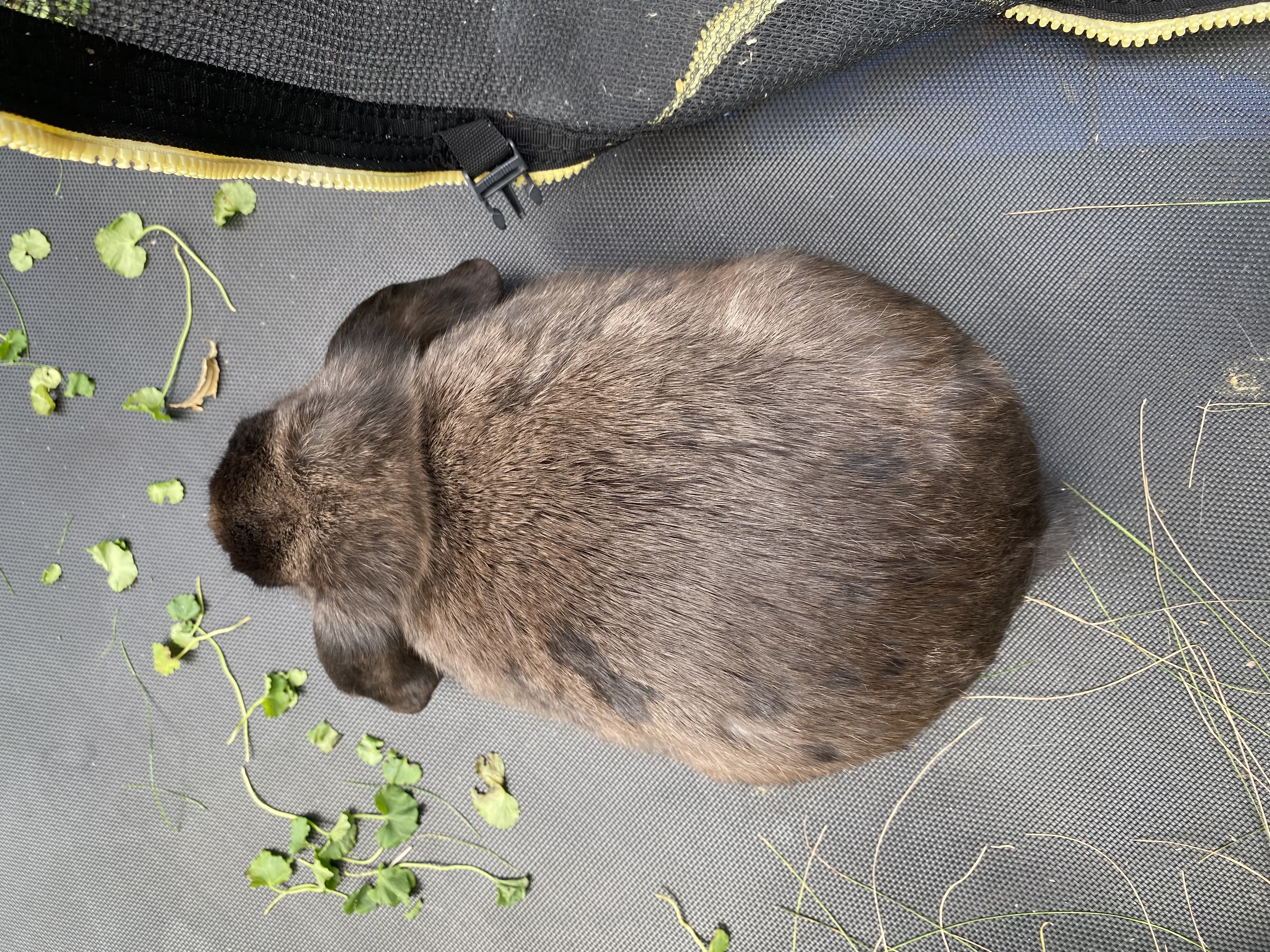 Barbara (Barbie Girl), an adopted mixed breed in Brainerd, MN image 3/4