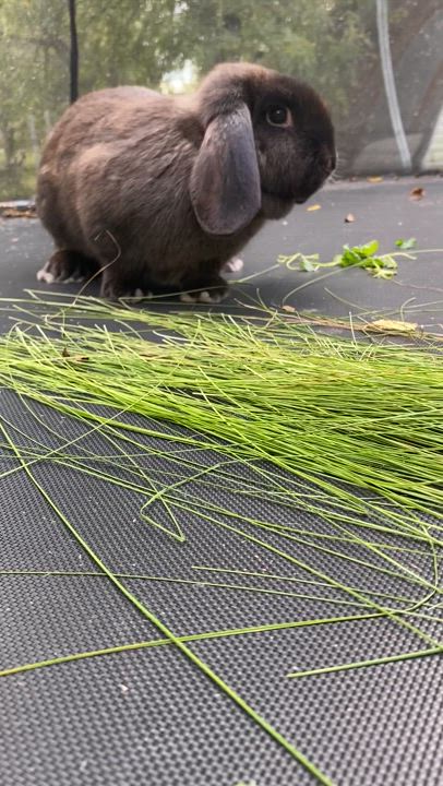 Enlarge Barbara (Barbie Girl), an adopted mixed breed in Brainerd, MN video 4/4