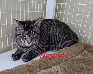 Waylon (Available est 6/4/26), a Adoptable mixed breed in Williamsburg, IA image 1/3