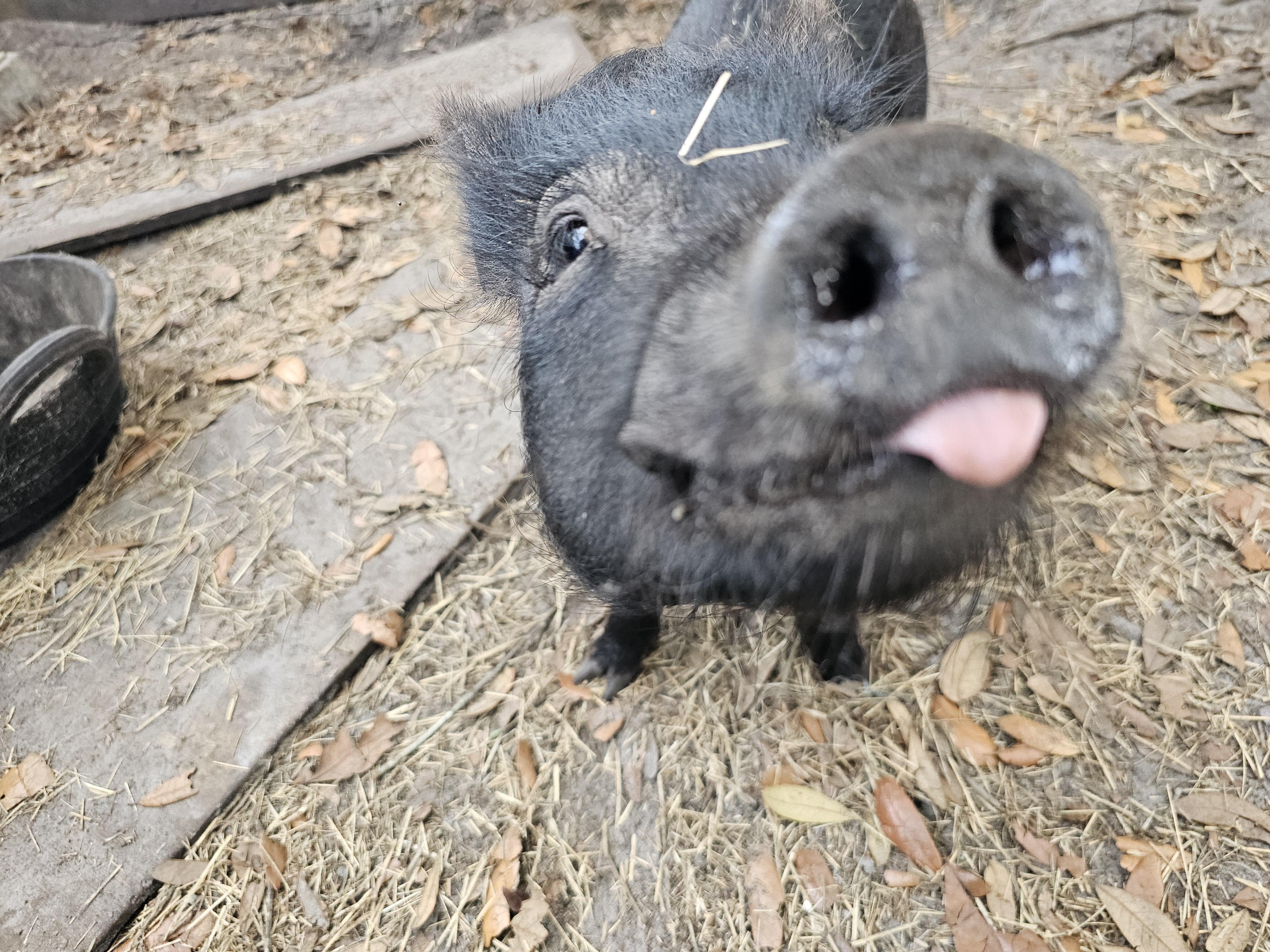 GILLIGAN, an adopted mixed breed in Jacksonville, FL image 3/3