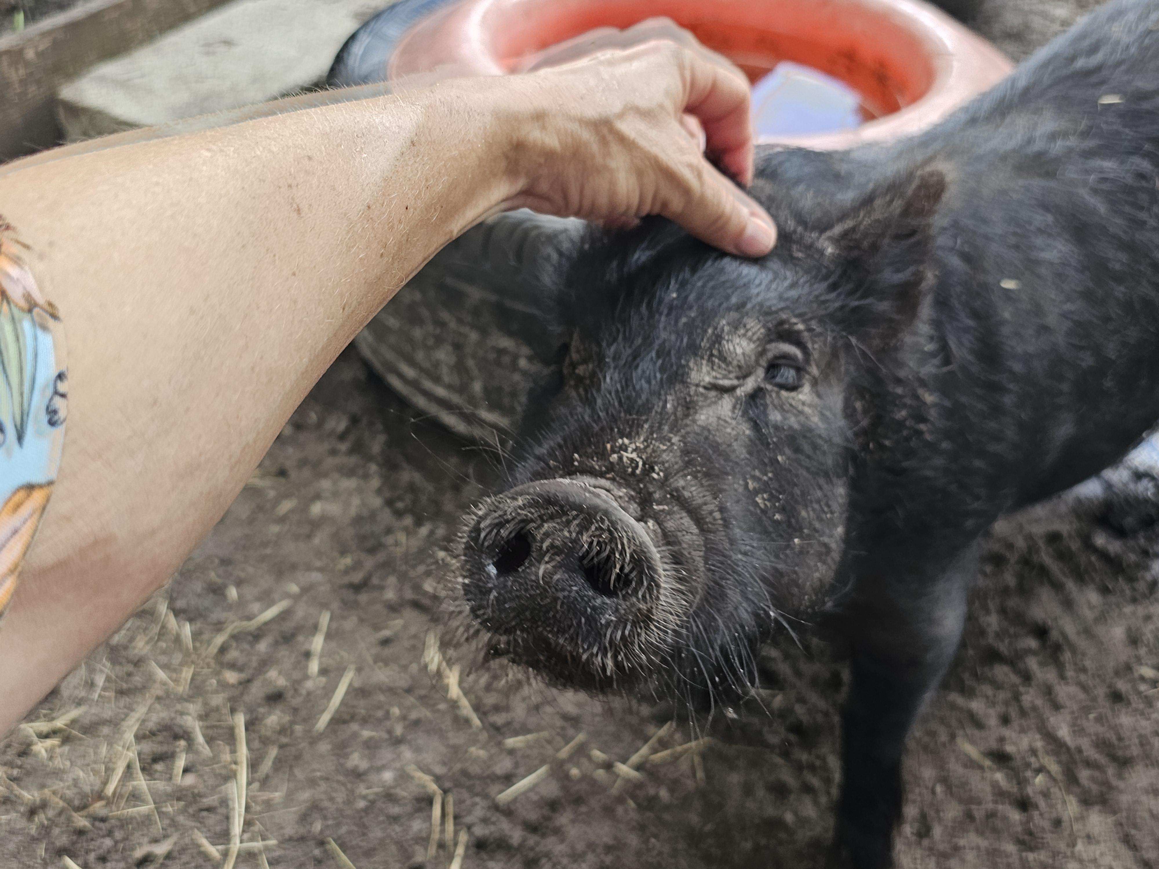 GILLIGAN, an adopted mixed breed in Jacksonville, FL image 2/3