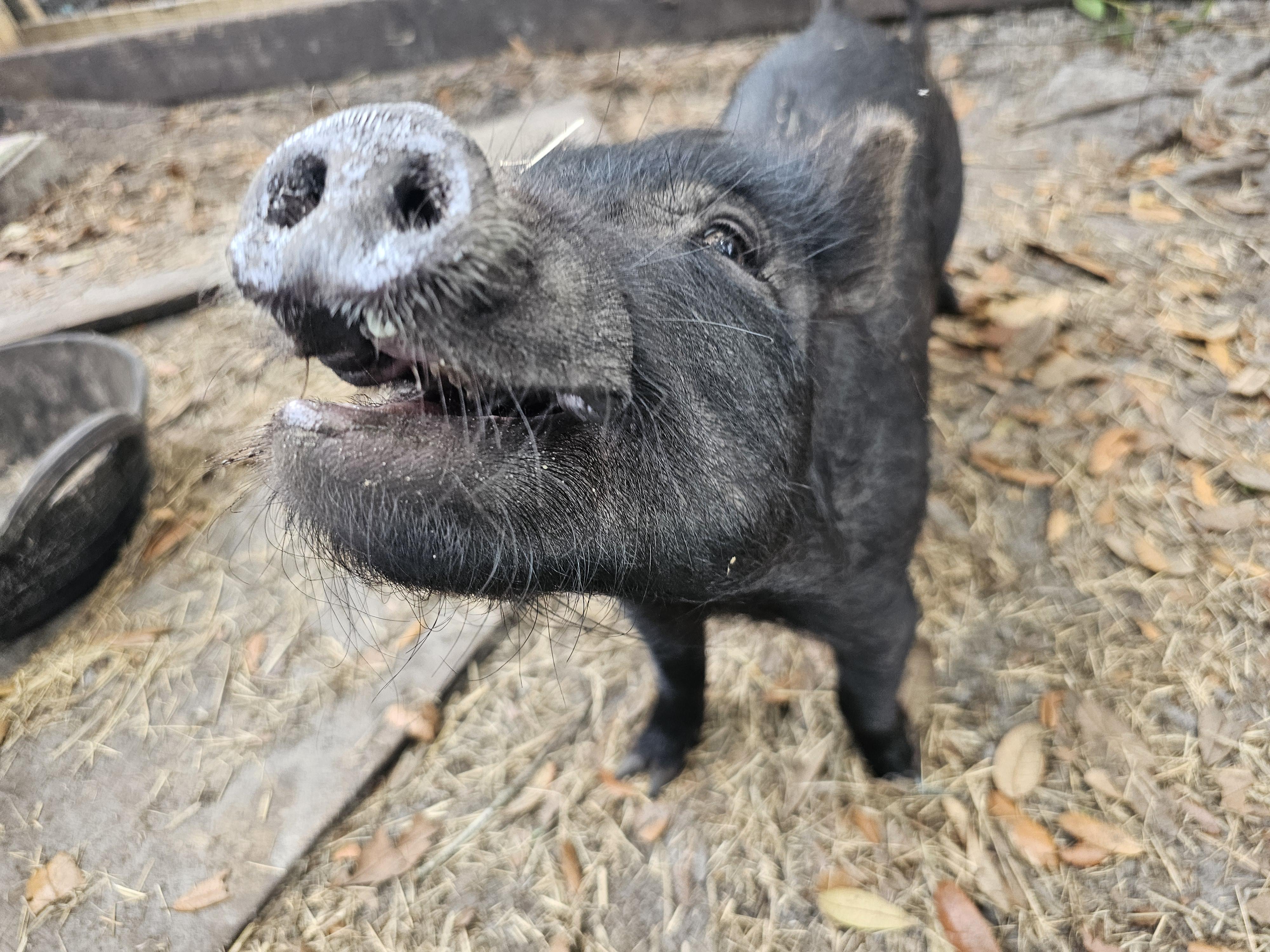 GILLIGAN, adopted, Young Male Pot Bellied & Vietnamese Pot Bellied.