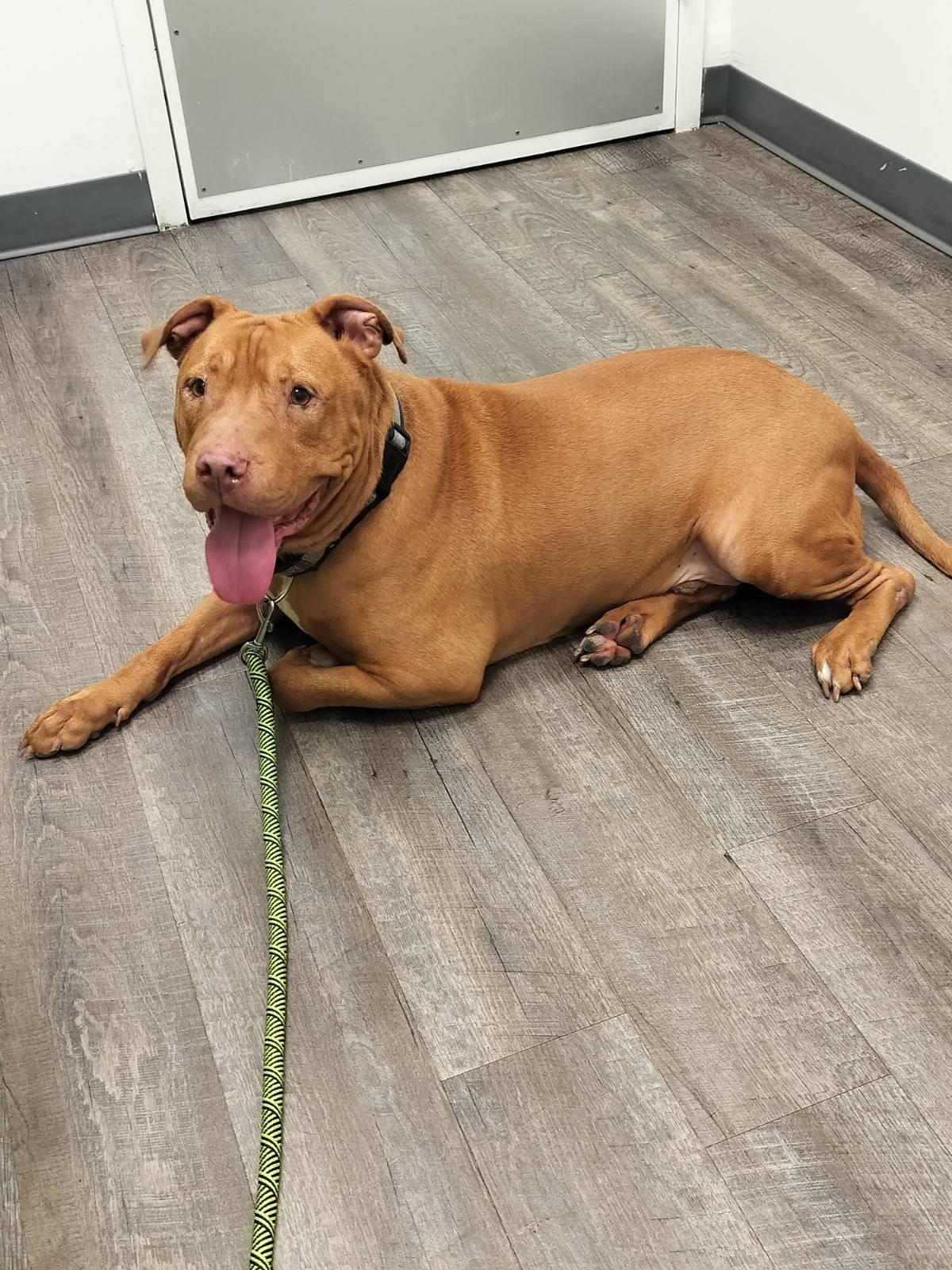 Enlarge Crybaby, a Adoptable mixed breed in Saint Augustine, FL image 1/1