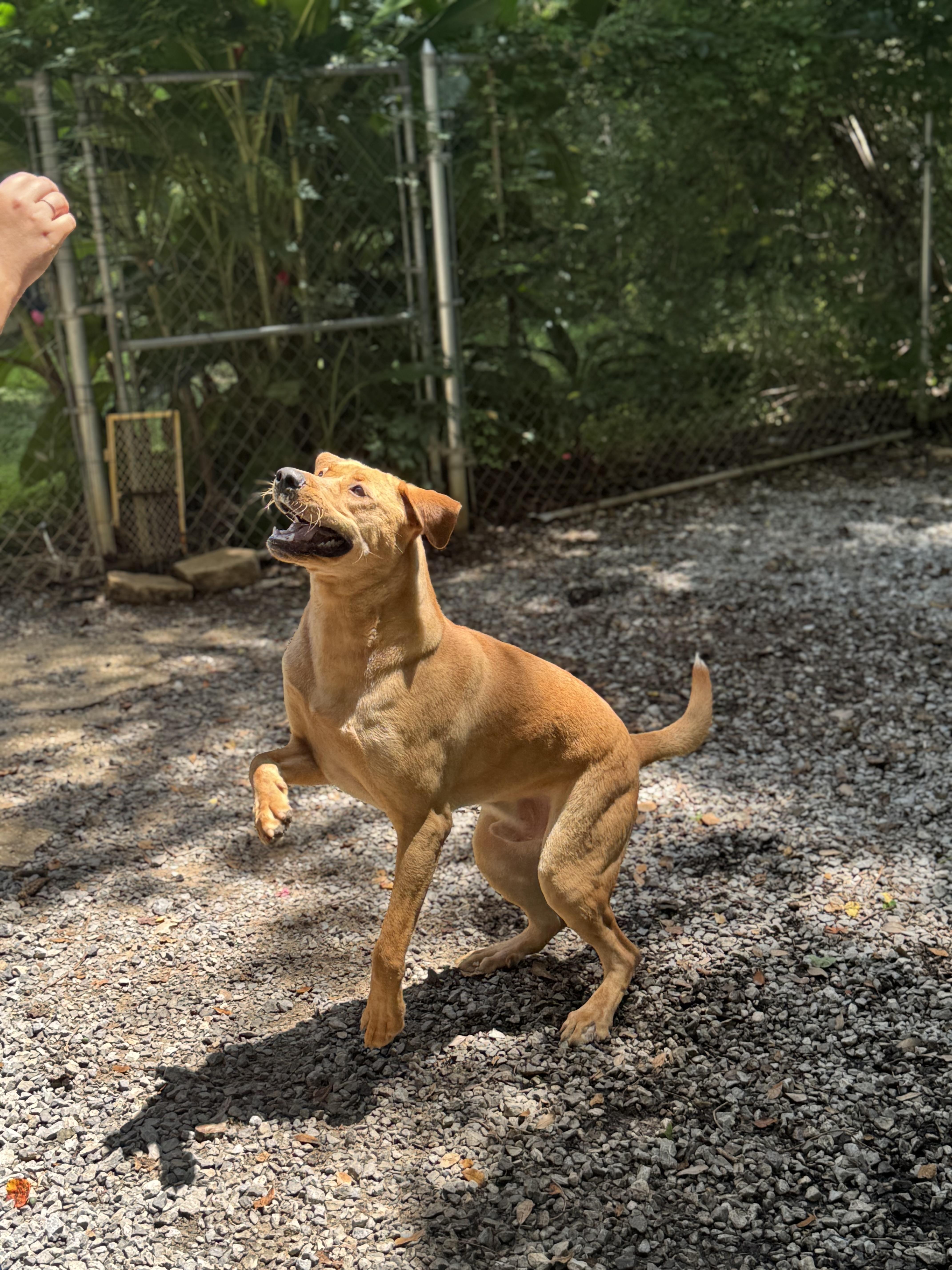 Jack, Adoptable, Adult Male Yellow Labrador Retriever.