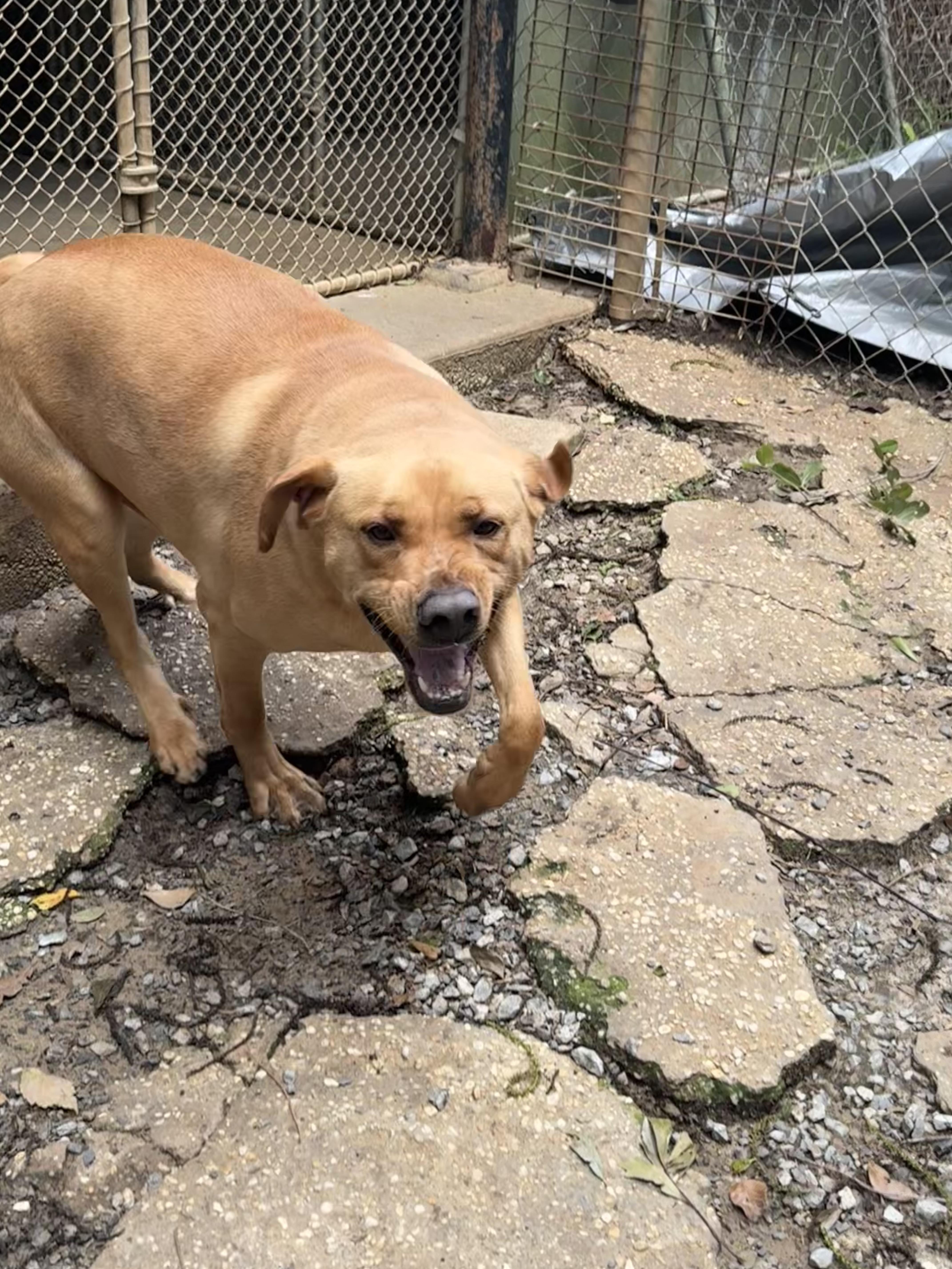 Enlarge Jack, a Adoptable mixed breed in Mobile, AL image 3/6