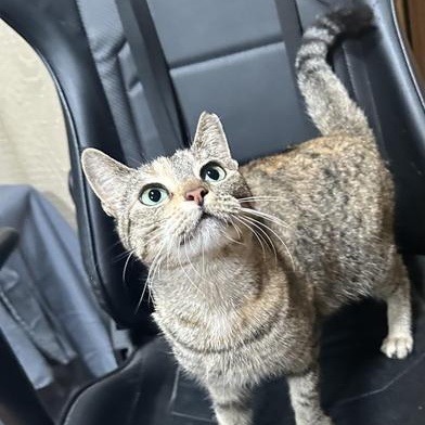 Ally, Adult Female Domestic Short Hair