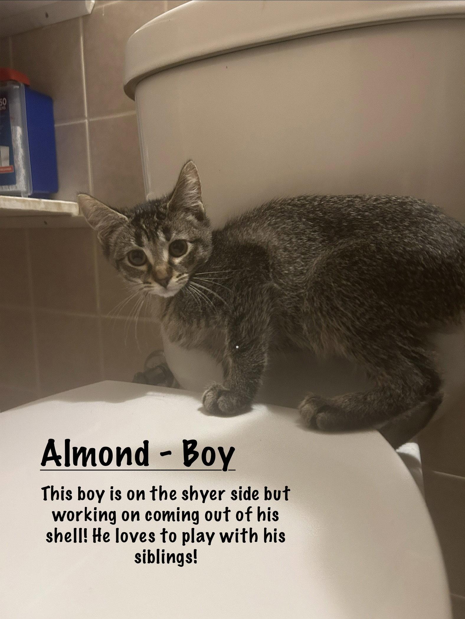 Almond, Adoptable, Kitten Male Tabby.