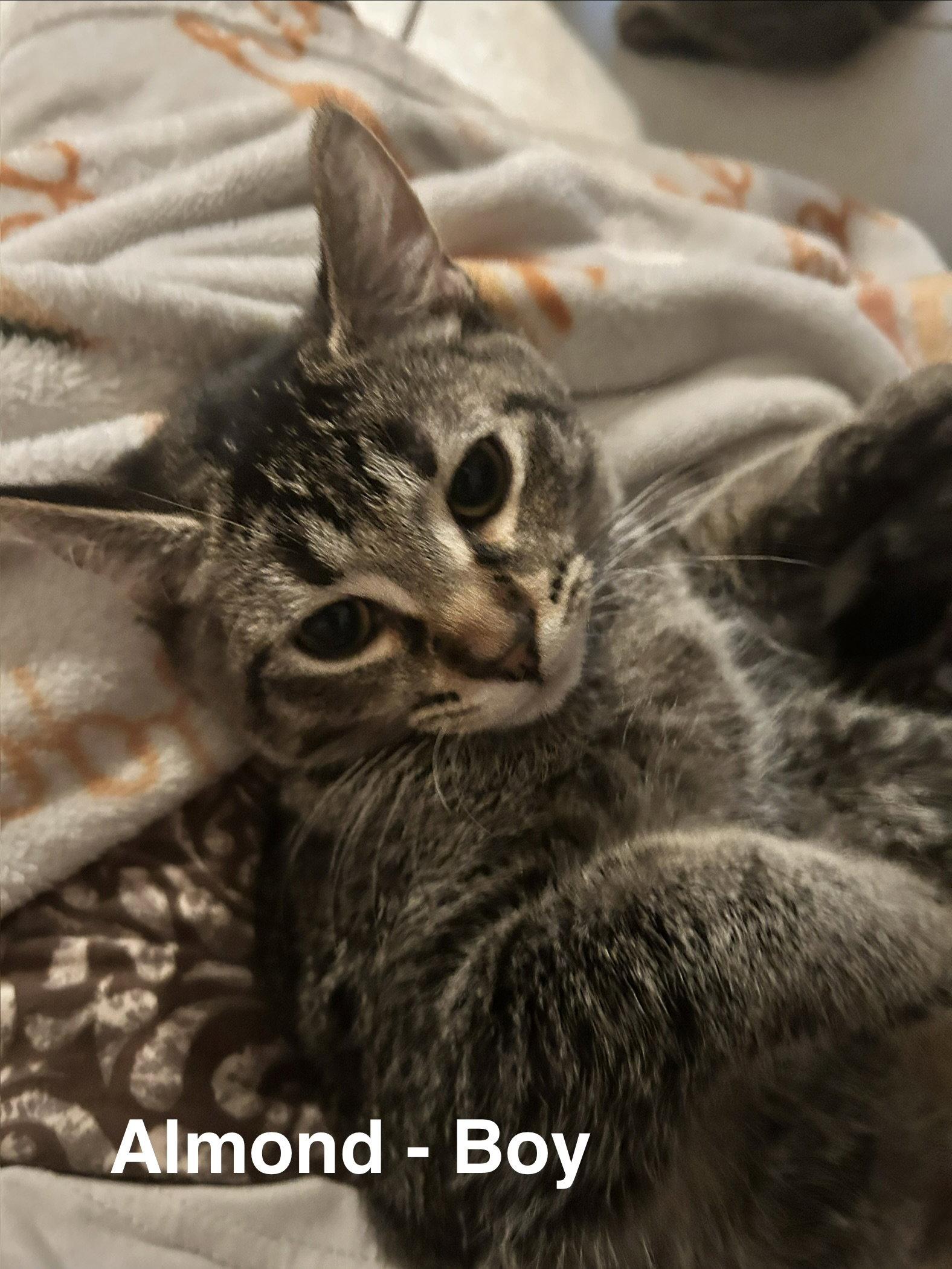 Enlarge Almond, a Adoptable Tabby in Maywood, IL image 2/3