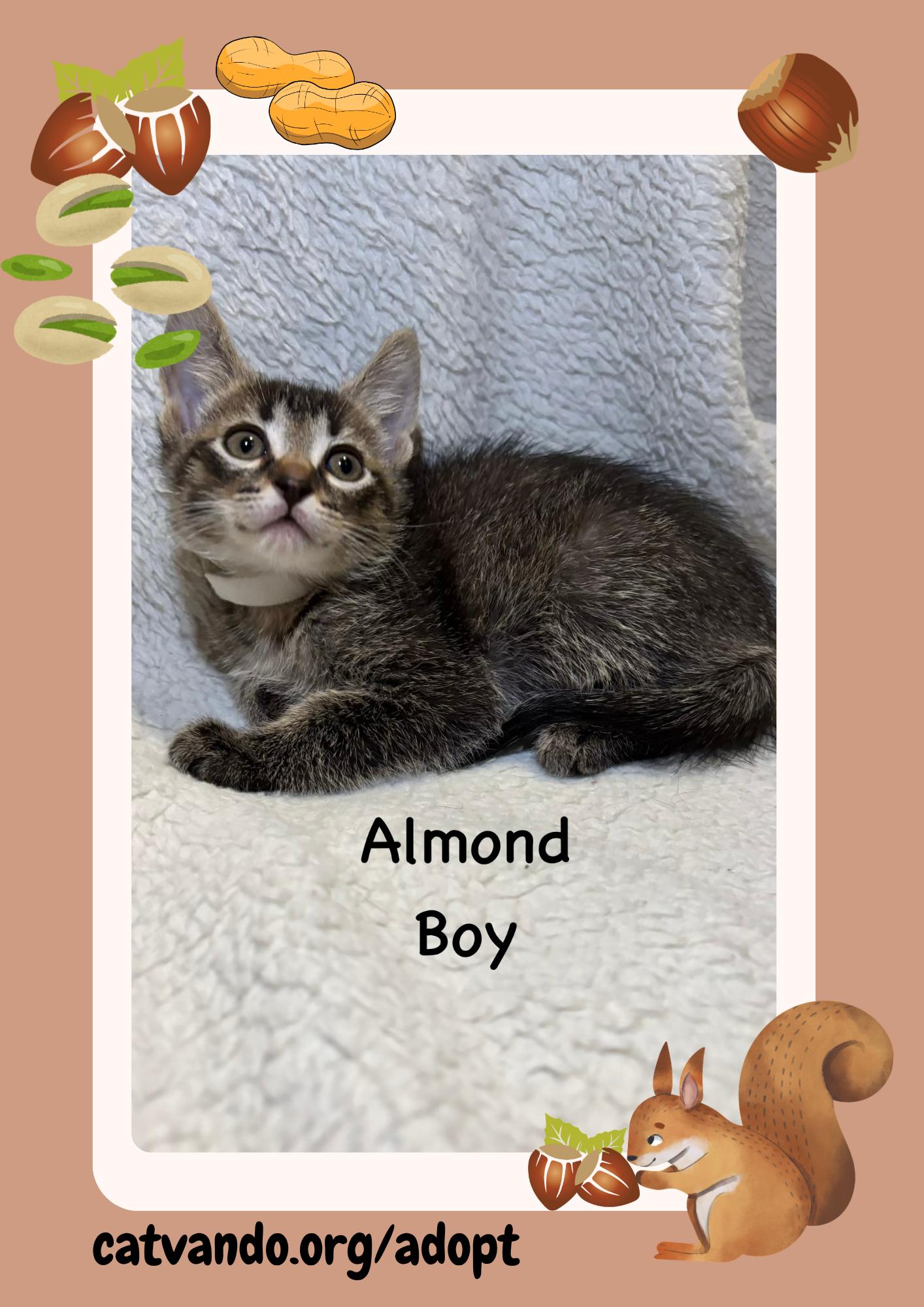 Enlarge Almond, a Adoptable Tabby in Maywood, IL image 3/3