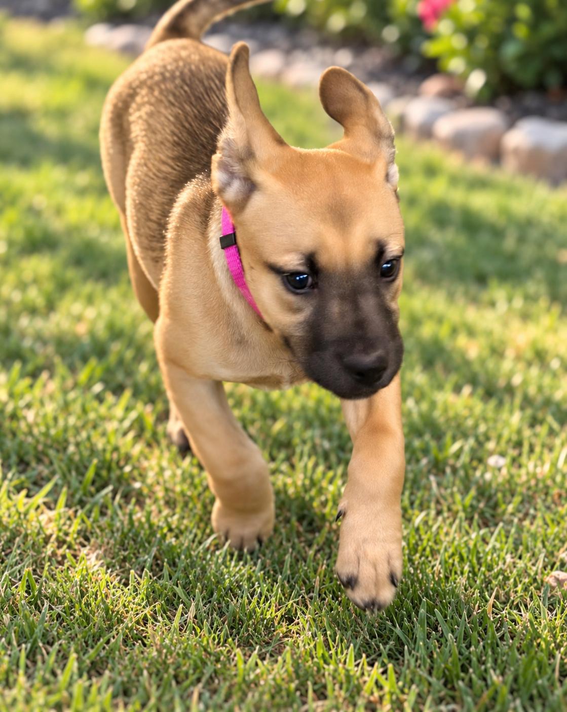 Enlarge Sienna, a Adoptable mixed breed in Bothell, WA image 1/6