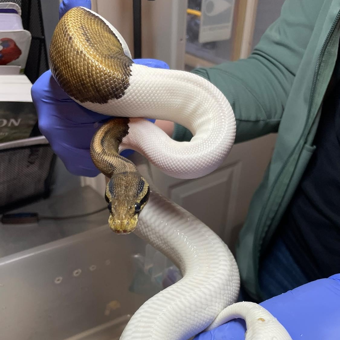 Enlarge Isley, a ADOPTABLE Ball Python in Durham, NC image 1/1