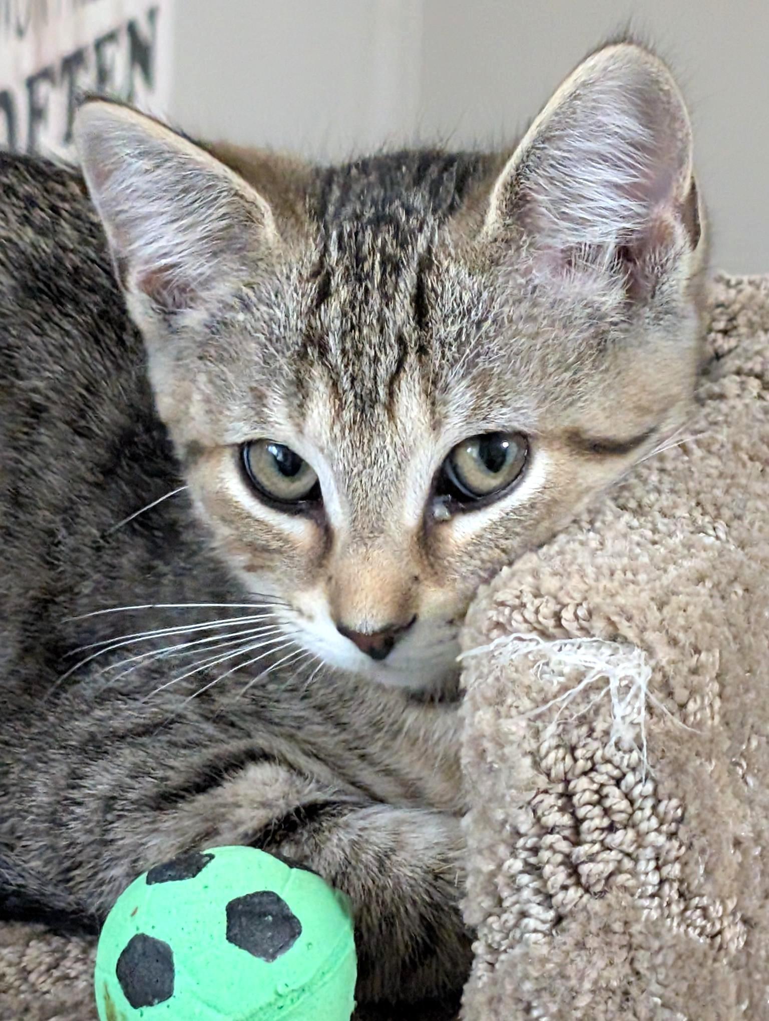 Speckles photo 2