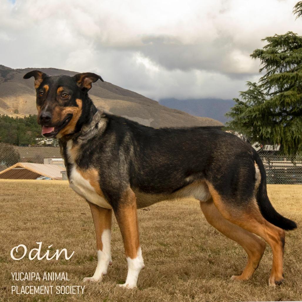 Odin, a Adoptable mixed breed in Yucaipa, CA image 1/4
