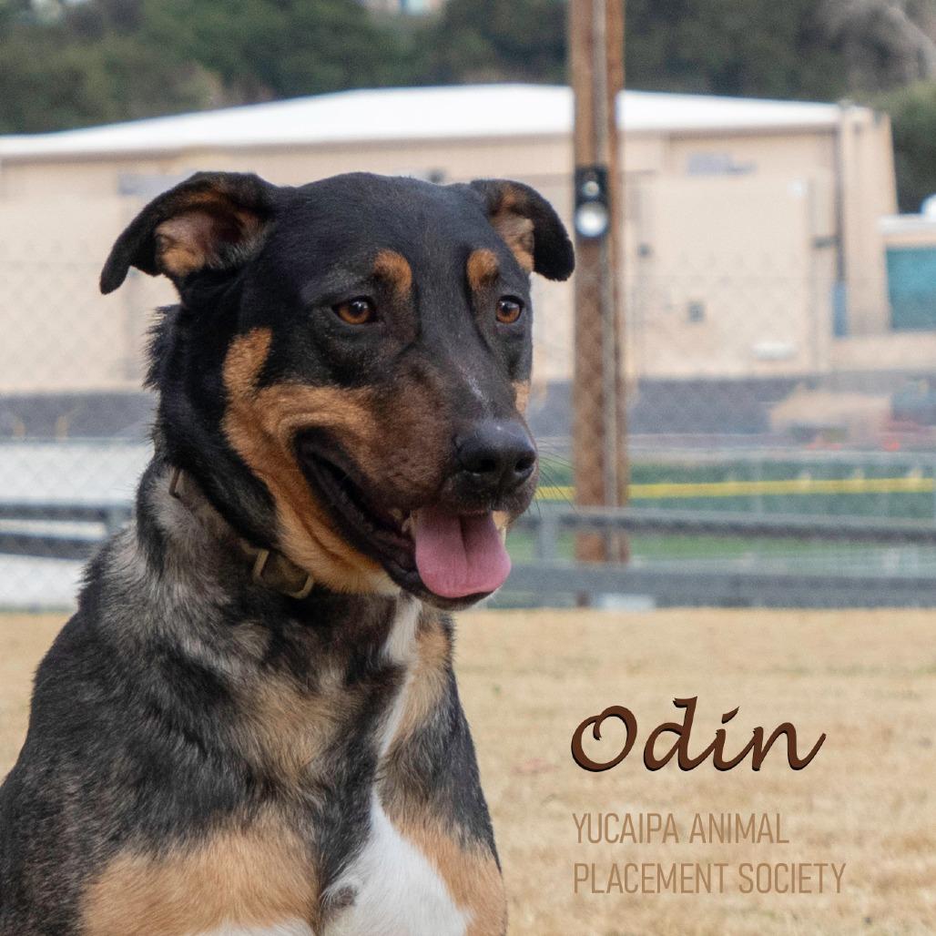 Odin, a Adoptable mixed breed in Yucaipa, CA image 2/4