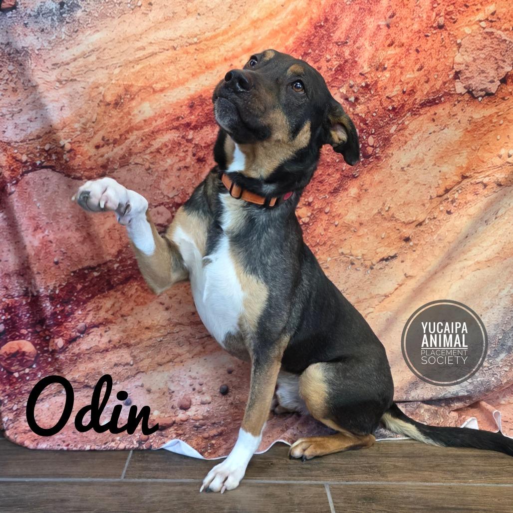 Enlarge Odin, a Adoptable mixed breed in Yucaipa, CA image 3/6