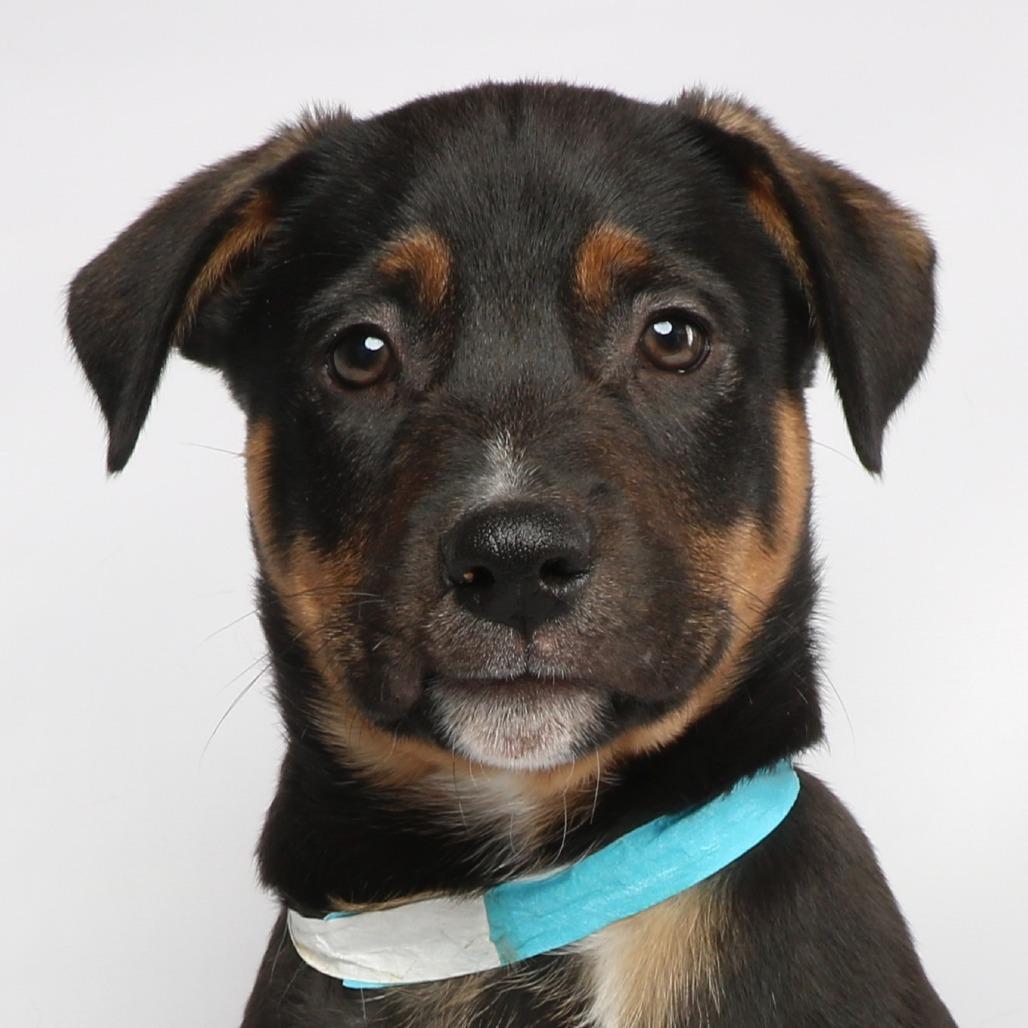 Odin, a Adoptable mixed breed in Yucaipa, CA image 3/4