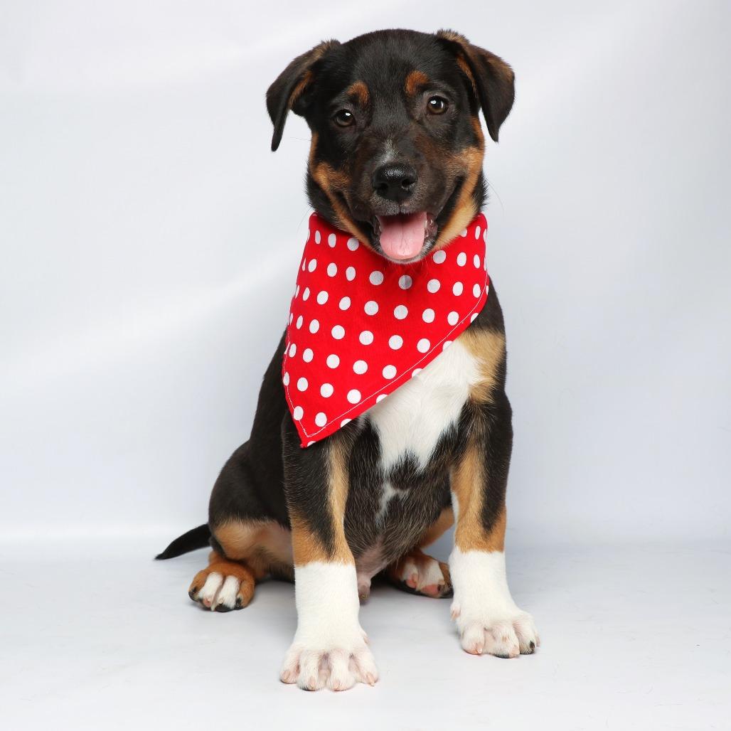 Odin, a Adoptable mixed breed in Yucaipa, CA image 4/4
