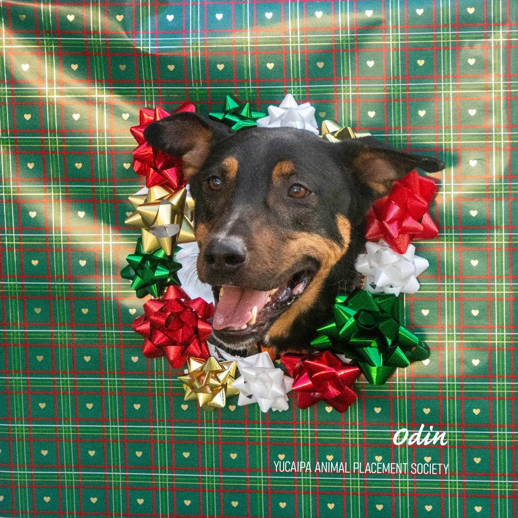 Enlarge Odin, a Adoptable mixed breed in Yucaipa, CA image 5/5