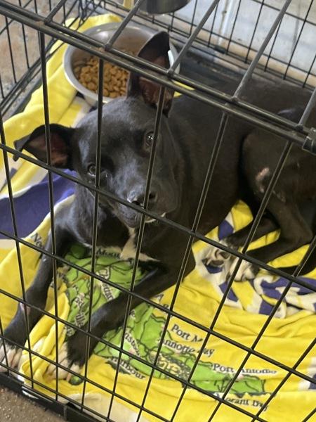 Roxy, Adoptable, Adult Female Pit Bull Terrier.