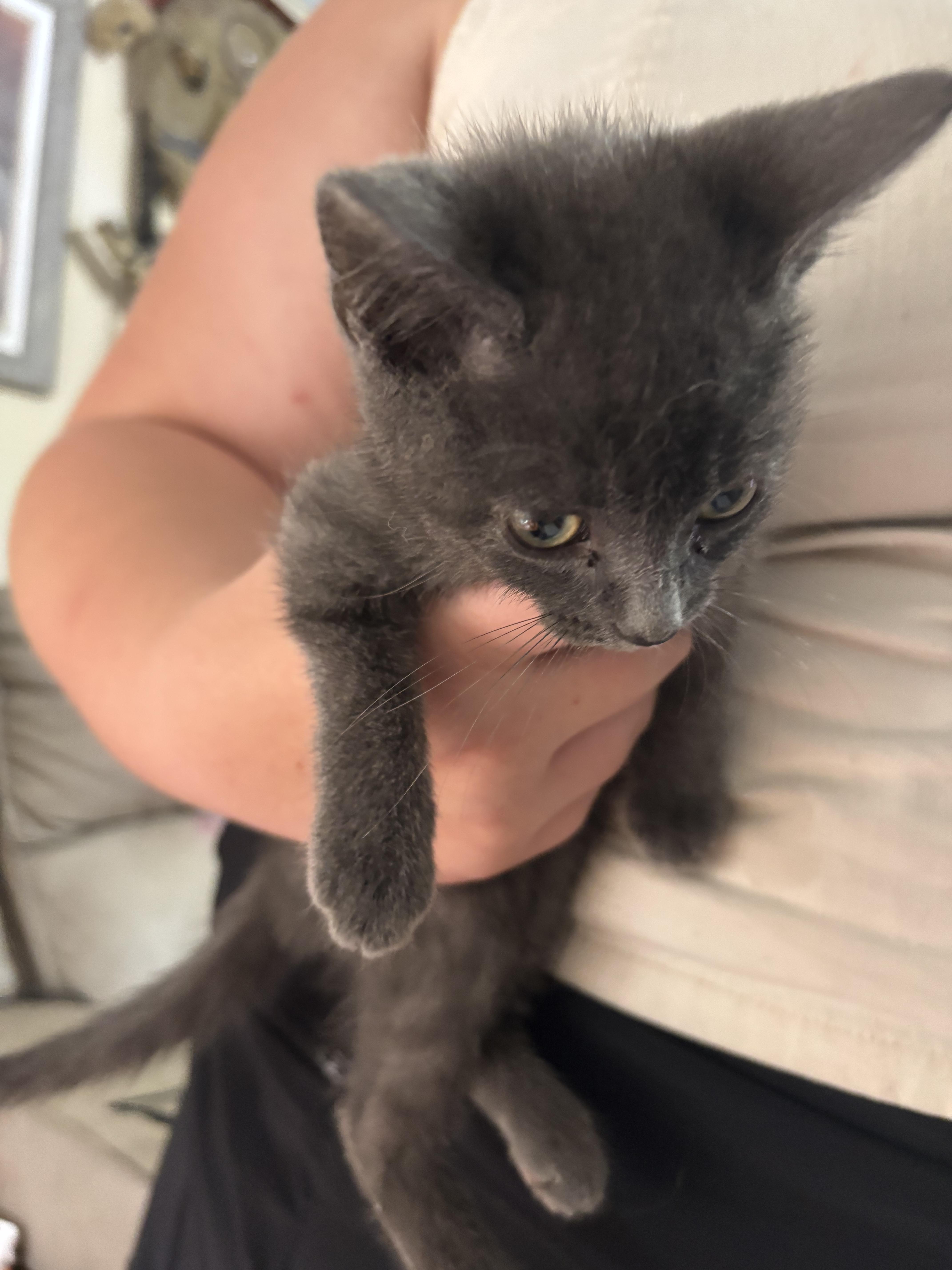 Enlarge Leon, a Adoptable Domestic Short Hair in Randolph, AL image 1/1