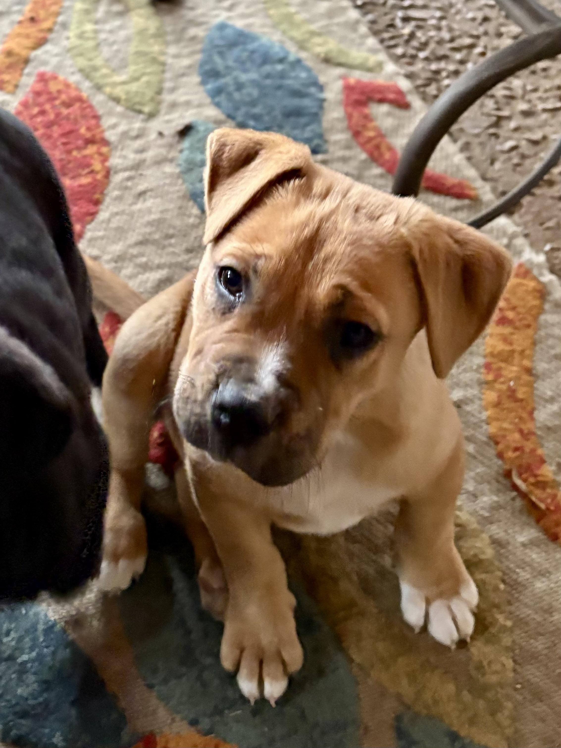 Teddy , adoptable, Puppy Male Bernese Mountain Dog & Boxer.