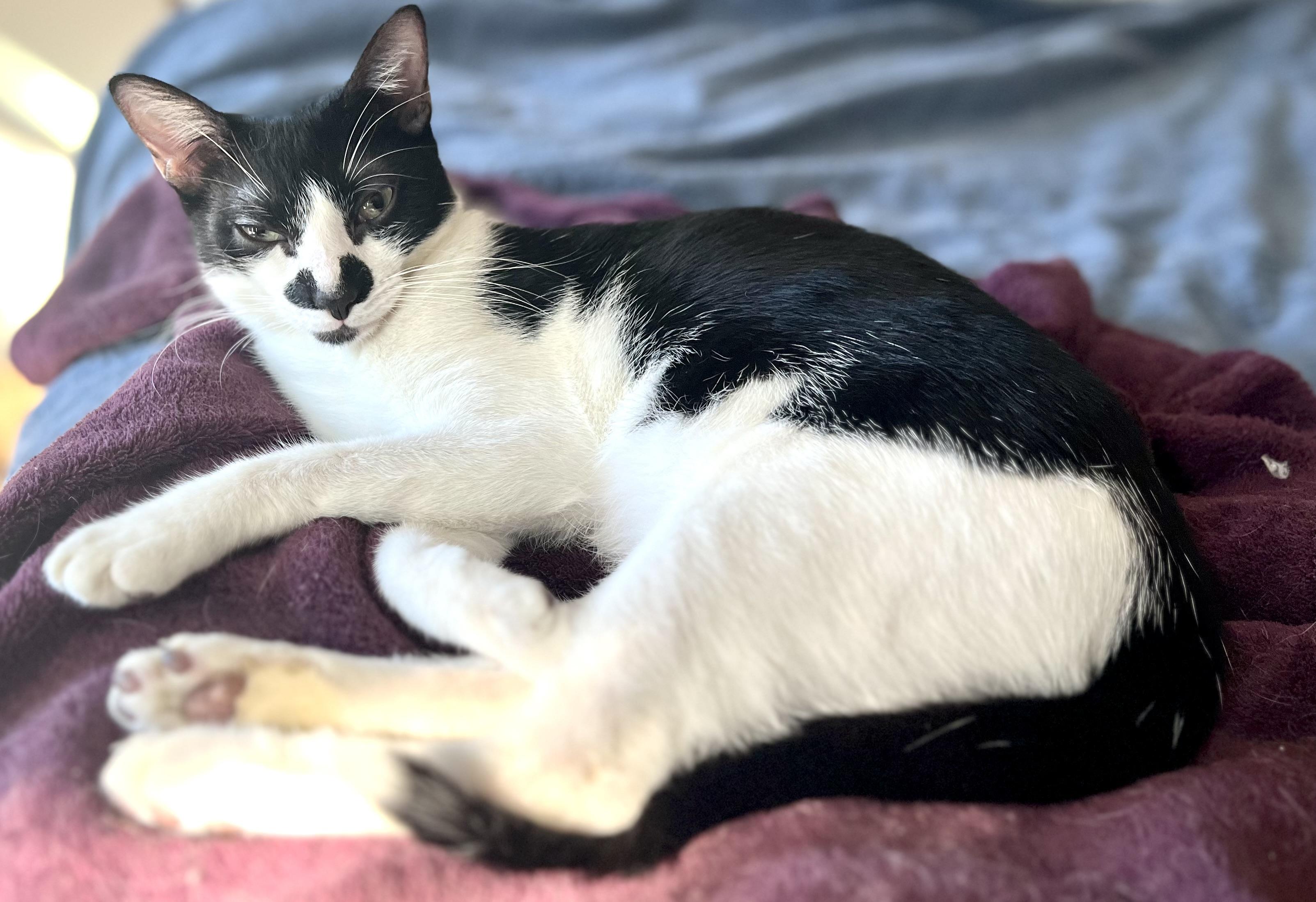 Jimmy Jr., Adoptable, Young Male American Shorthair.