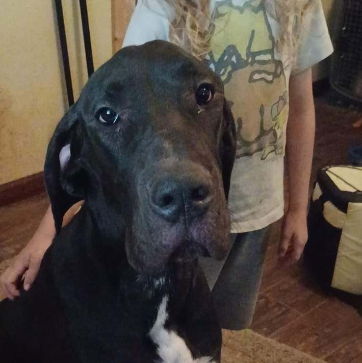 Draco , Adopted, Puppy Male Great Dane.