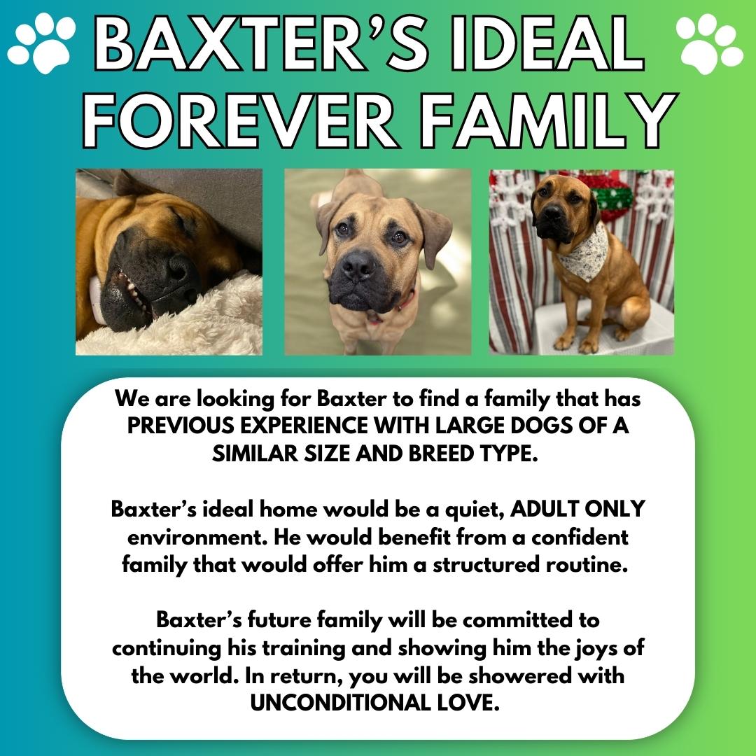Enlarge Baxter, a Adopted mixed breed image 4/6