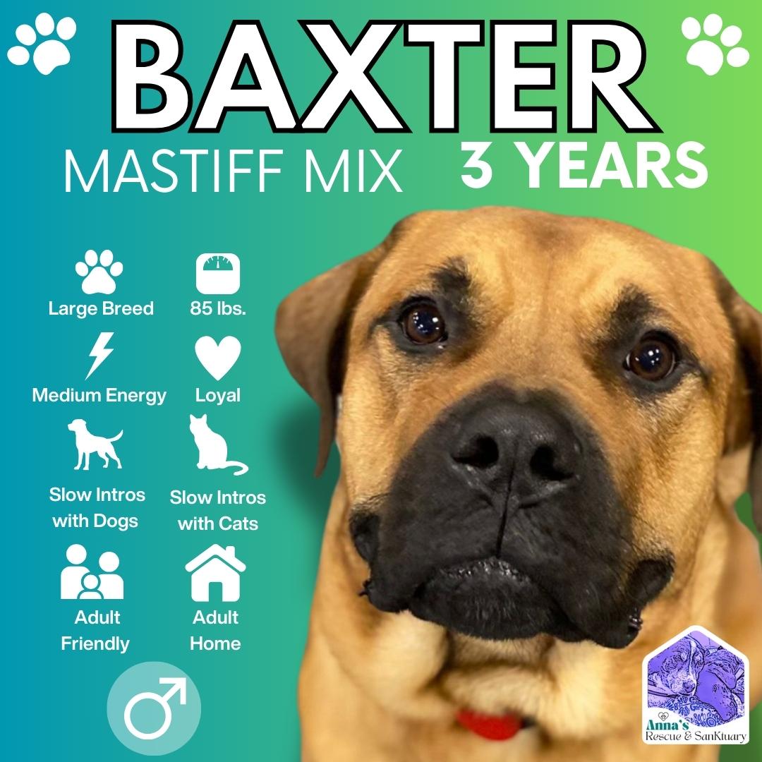 Baxter, Adopted, Young Male Mastiff.