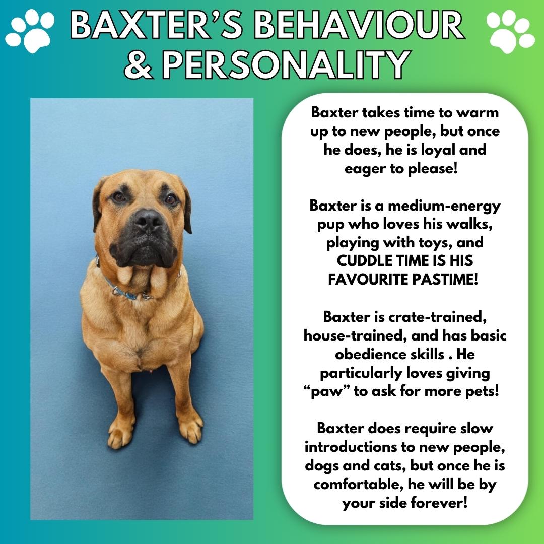 Enlarge Baxter, a Adopted mixed breed image 3/6