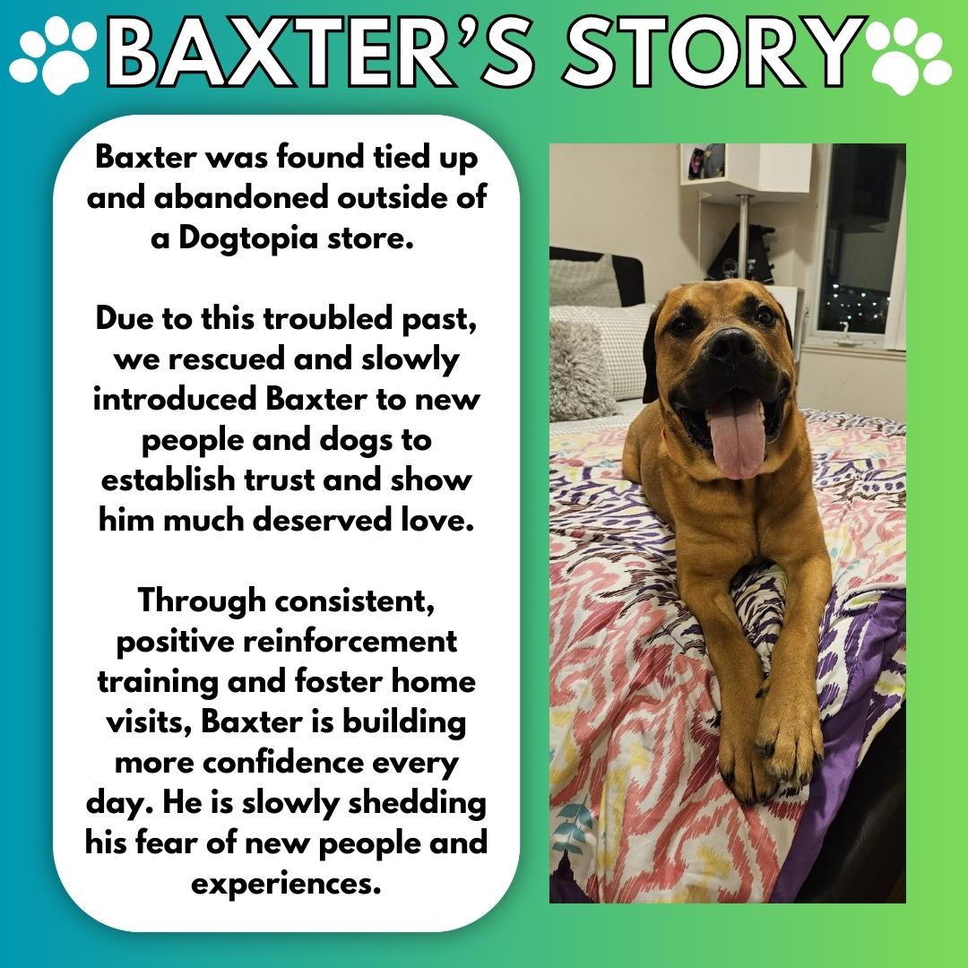 Enlarge Baxter, a Adopted mixed breed image 2/6