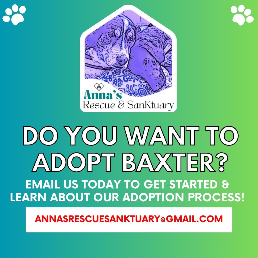 Enlarge Baxter, a Adopted mixed breed image 5/6
