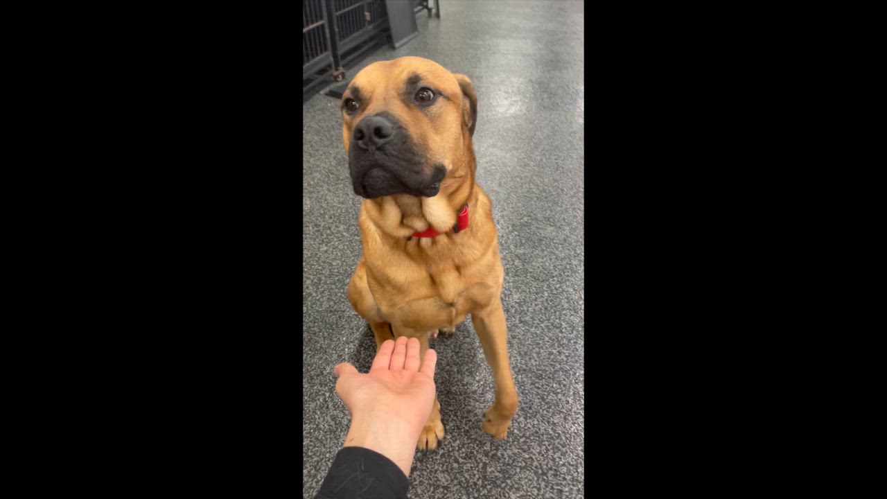 Enlarge Baxter, a Adopted mixed breed video 6/6