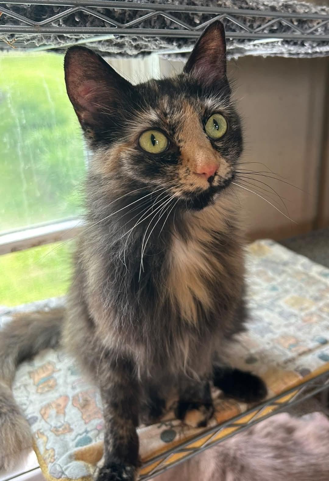 Charlotte, adopted, Young Female Domestic Short Hair.